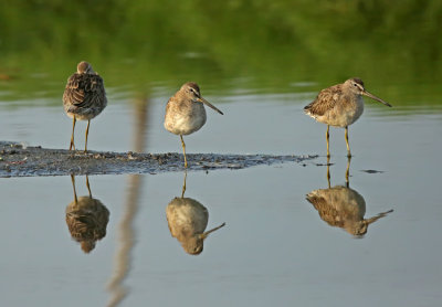 Short-billed Dowitcher