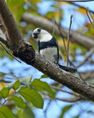 White-necked Puffbird