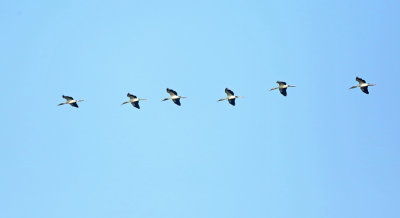 Wood Stork