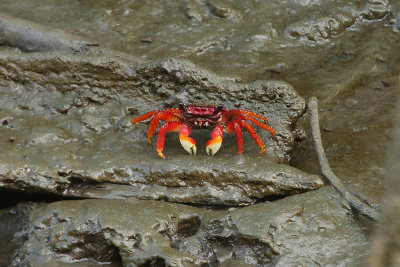 Crab Majagual