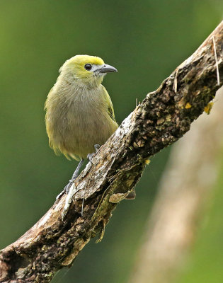 Palm Tanager