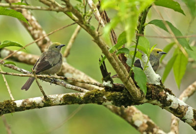 Palm Tanager