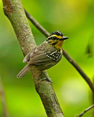 Yellow-browed Antbird