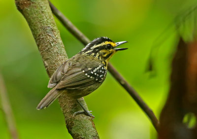 Yellow-browed Antbird