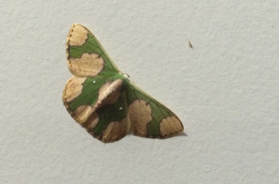Moth Tipishca