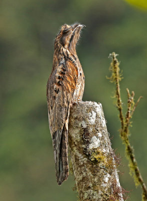 Common Potoo