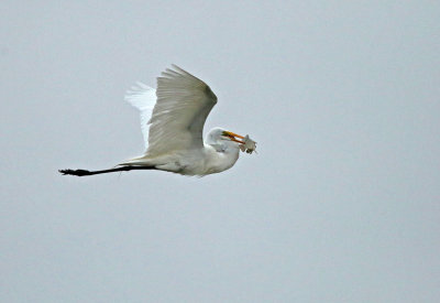 Great Egret