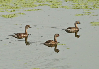 Least Grebe