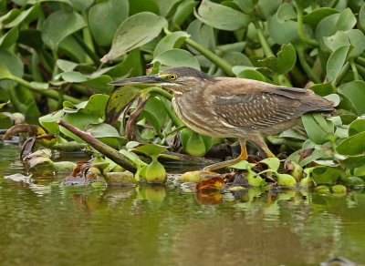 Striated Heron