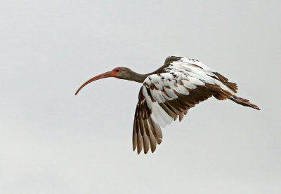 White Ibis