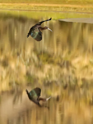 Puna Ibis