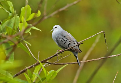 Blue Ground-Dove