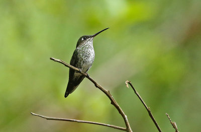 Many-spotted Hummingbird