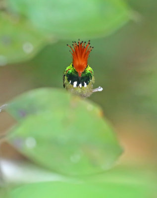 Rufous-crested Coquette