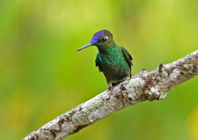 Violet-fronted Brilliant