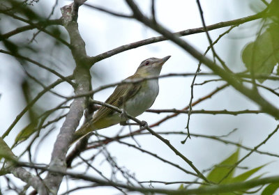 Yellow-green Vireo