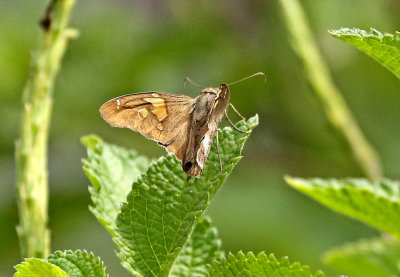 Butterfly Chaparri
