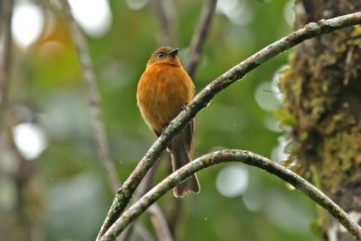 Cinnamon Flycatcher