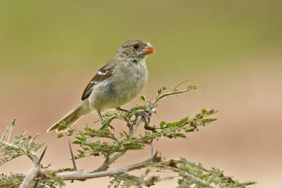 Drab Seedeater
