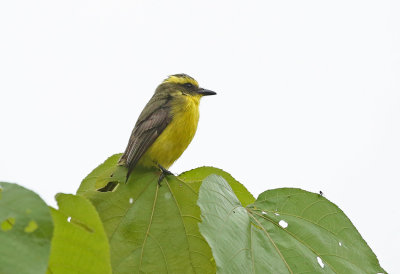 Lemon-browed Flycatcher