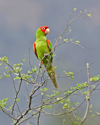 Red-masked Parakeet