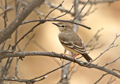 Short-tailed Field-Tyrant