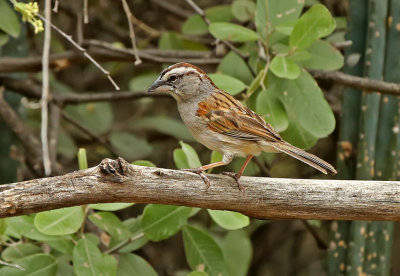 Tumbes Sparrow