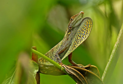 Anolis aequatorialis