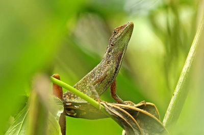 Anolis aequatorialis