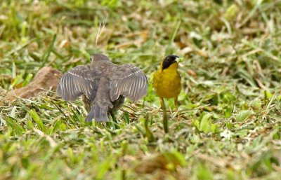Shiny Cowbird and Yellowthroat