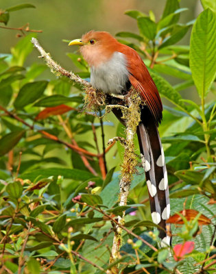 Squirrel Cuckoo