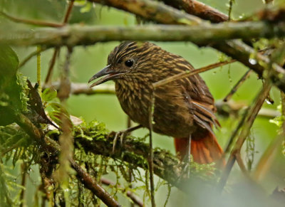 Striped Treehunter