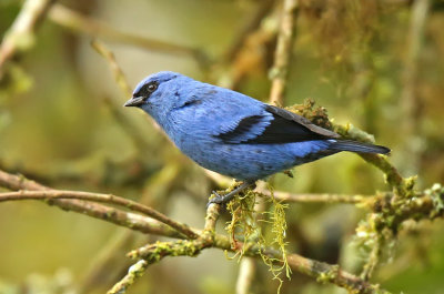 Blue-and-black Tanager