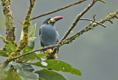 Gray-breasted Mountain-Toucan