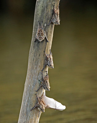 Long-nosed Bat
