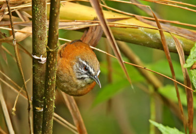 Plain-tailed Wren