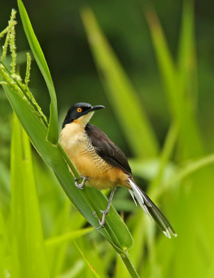 Black-capped Donacobius