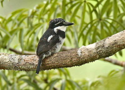 Pied Puffbird