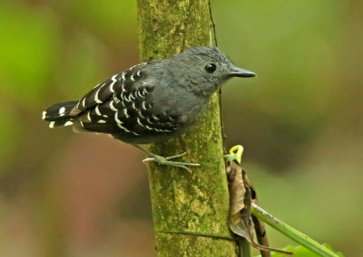 Scale-backed Antbird