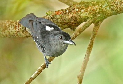 Spot-winged Antshrike