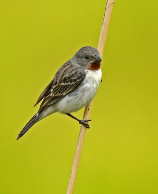 Chestnut-throated Seedeater