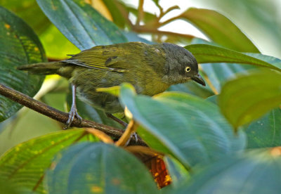 Common Bush-Tanager