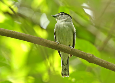 Black-and-white Becard