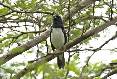 Black-and-white Tanager