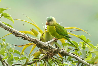 Gray-cheeked Parakeet