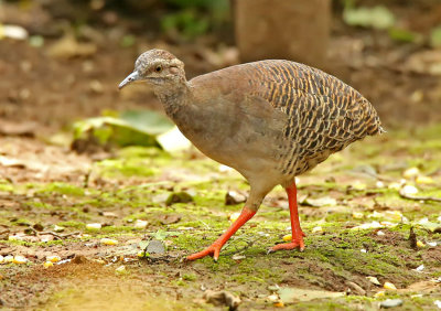 Pale-browed Tinamou