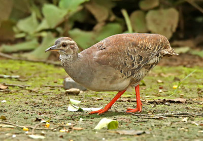 Pale-browed Tinamou