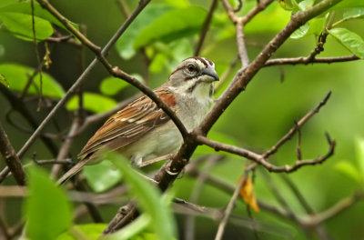 Tumbes Sparrow
