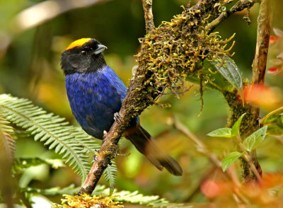 Golden-crowned Tanager