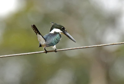 Amazon Kingfisher